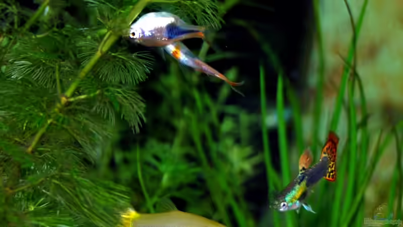 Guppys vergesellschaften: Tipps und Tricks für ein harmonisches Zusammenleben