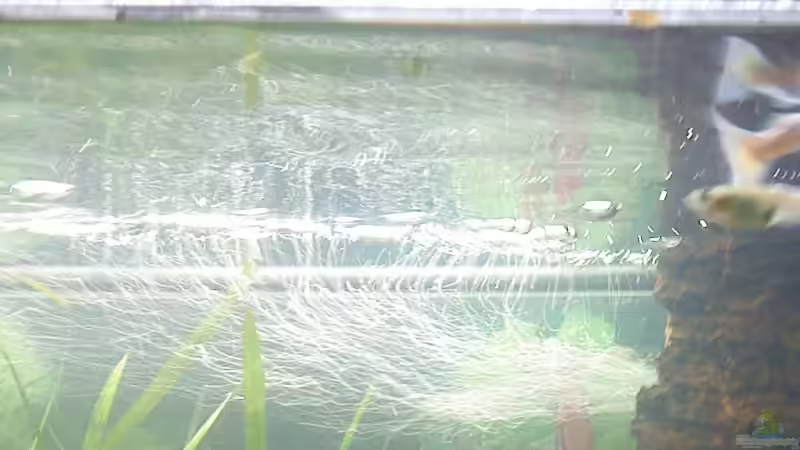 guppy´s von 160DaniL (6)