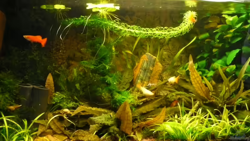 Guppys von Aqualady (14)