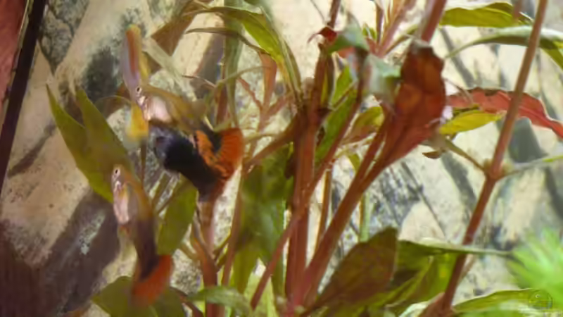 Guppys von ATinUN (15)