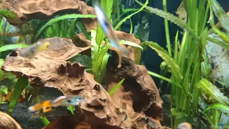 Guppys von Helene (22)