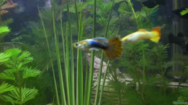 Guppys von Ingo Dahl (15)