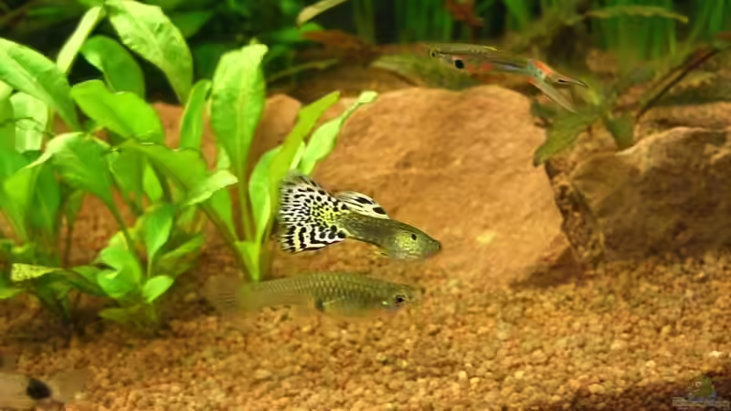 Guppys von Jens und Nancy Döring (19)