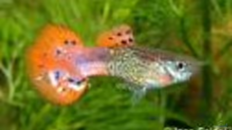 Guppys von Joelle Thies (7)