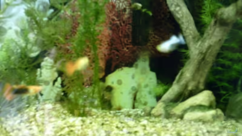 Guppys von Marc Holthausen (6)