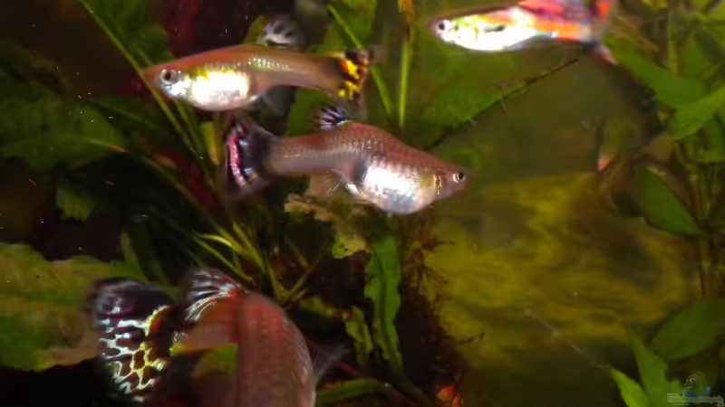 Guppy´s von Marci (14)