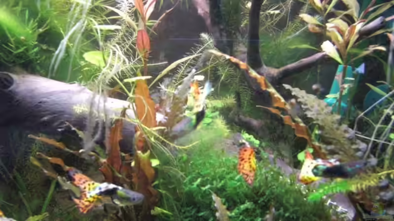 Guppys von Max94 (7)