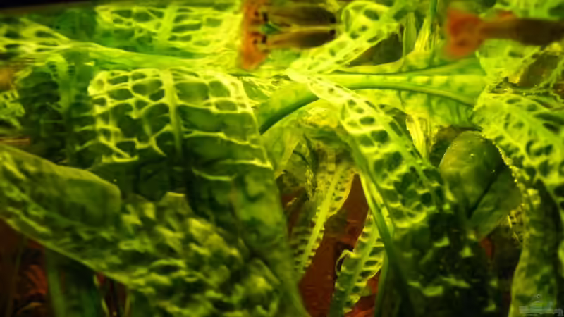 Guppys von Monika Thiele (19)