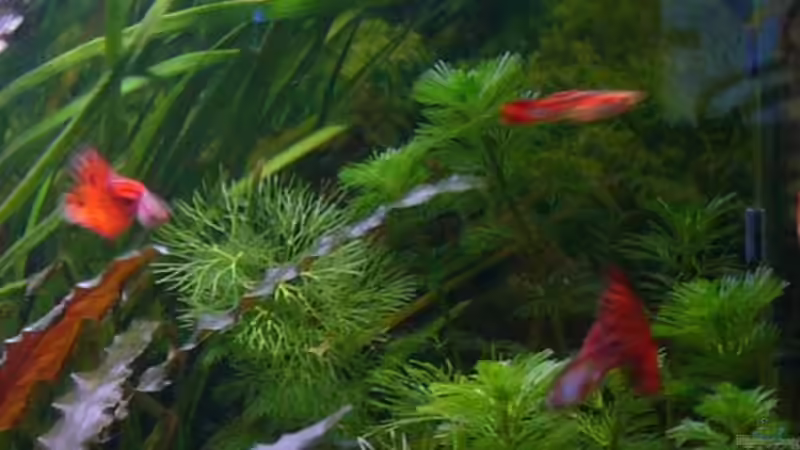 Guppy´s von Nico (4)