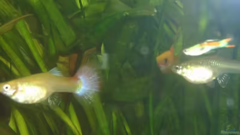 Guppys von RatinaZ (7)