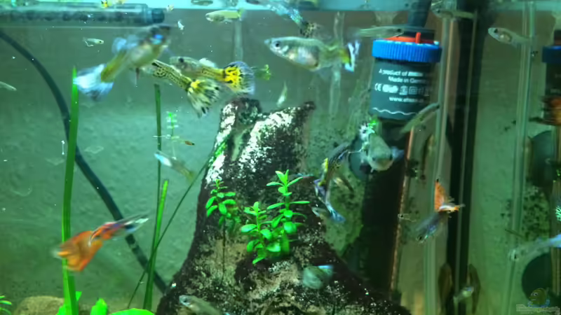 Guppys von X-Rayminator (12)