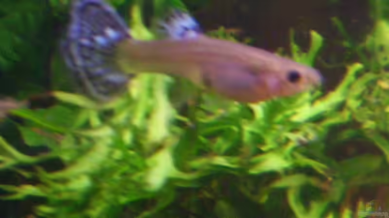 Guppyweibchen 1 von Sandra Stoffels (18)