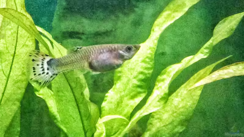 Guppyweibchen von Kathys 2014 (11)