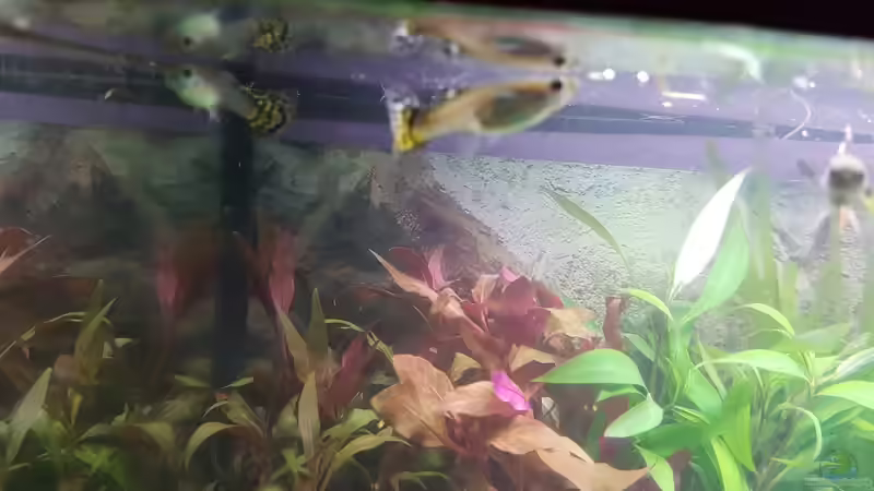 Guppyweibchen von susie123 (4)