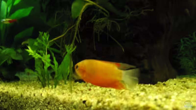 Gurami (m) am Grund von aquatommy (21)