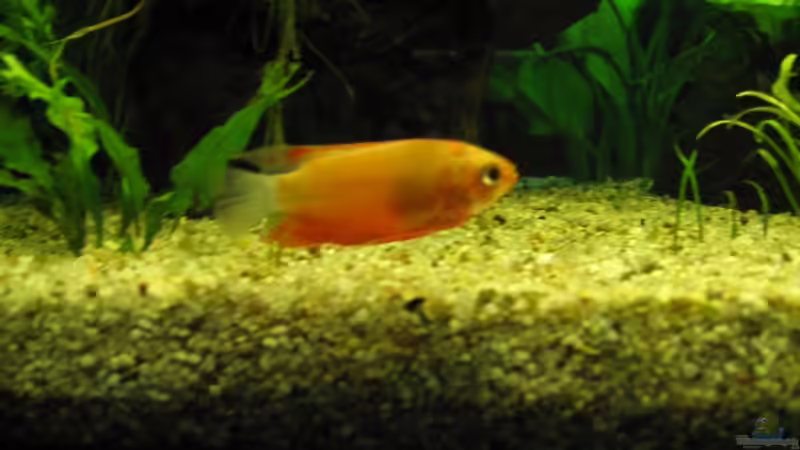 Gurami (m) am Grund von aquatommy (22)