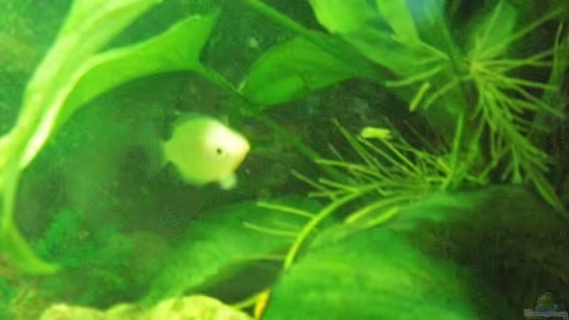 Gurami von Tarli (3)