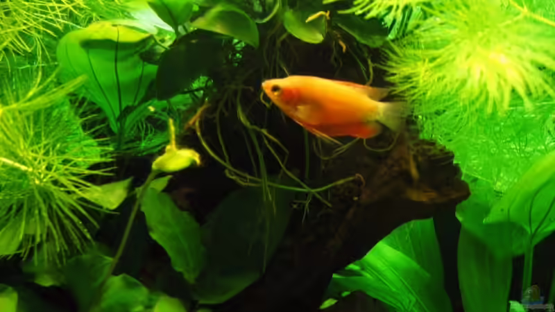 Gurami (w) vor Mbuna von aquatommy (19)