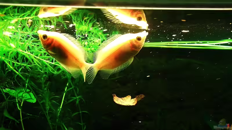 Guramis von Babsi Aud (58)