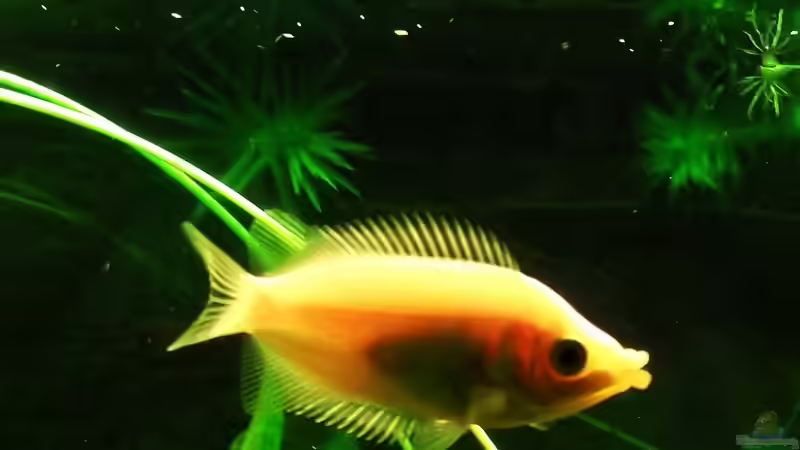 Guramis von Babsi Aud (60)