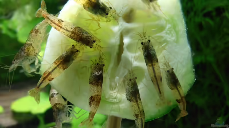 Gurke am Spieß 2 von A. G. (21)