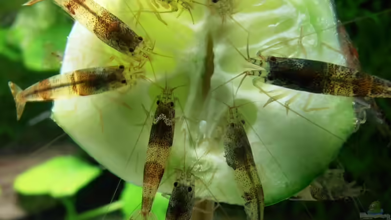 Gurke am Spieß von A. G. (20)