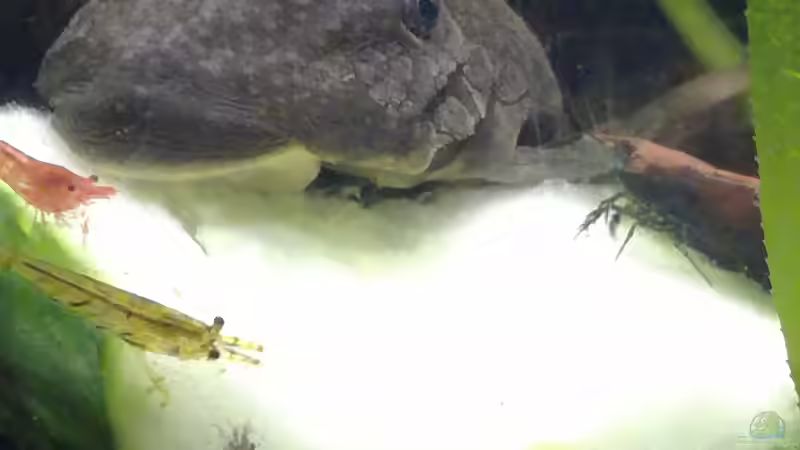 Gurke für alle! Die Antennenwelse habe ich vor dem Umzug in gute Hände gegeben. von Lance Hardwood (79)