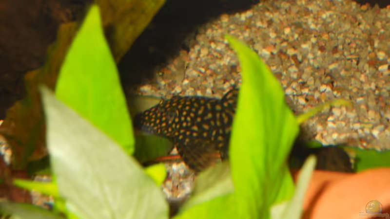 Gurke knabbern von Kampfstulle (14)