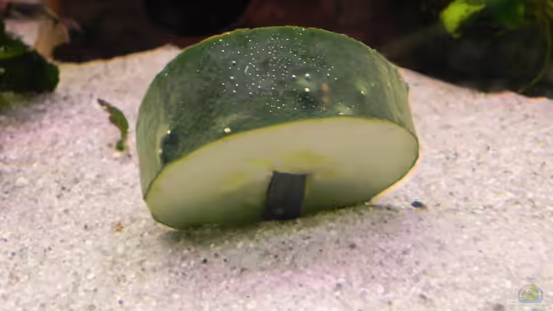 Gurke mit Blei beschwert von Maximilian Grund (2)