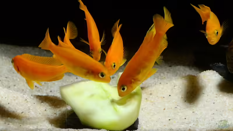 Gurke wird gerne angenommen. von Mark Gor (16)