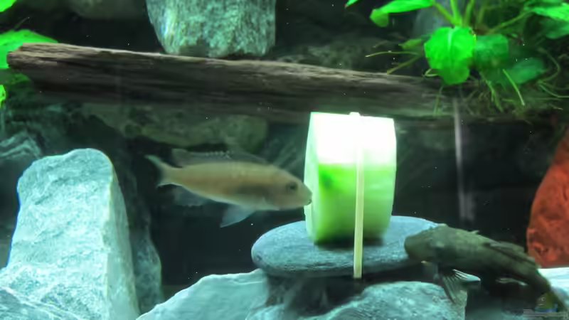 Gurke wird von allen sehr gut angenommen von Mbuna (42)