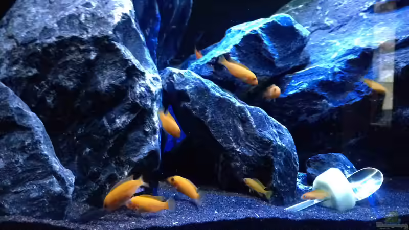 Gurken Test von Mondamin (43)