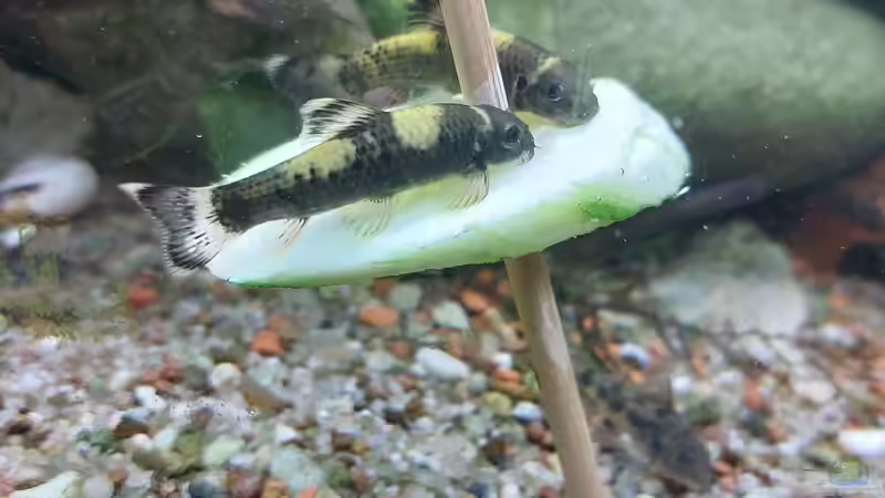 Gurkentag von ErfurtOldy (68)