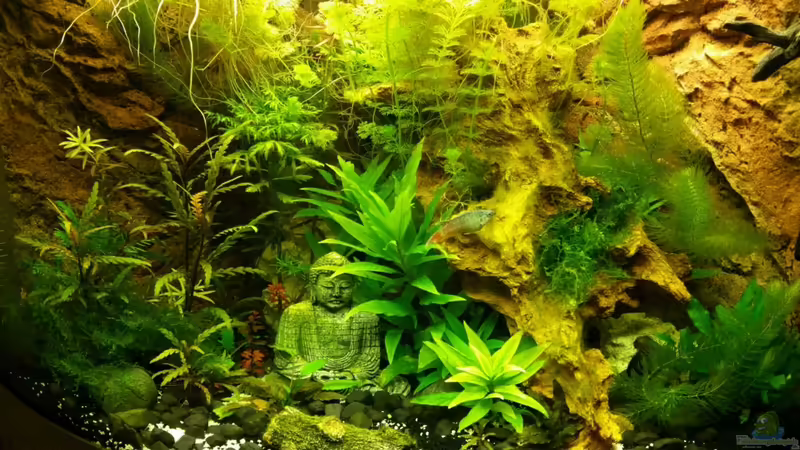 Gut am wachsen ... von Chita (1)