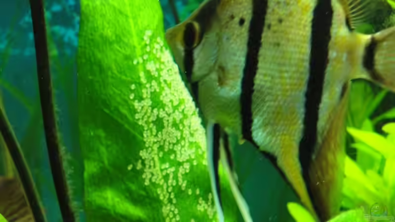 gut bewachtes Gelege von Laura (15)