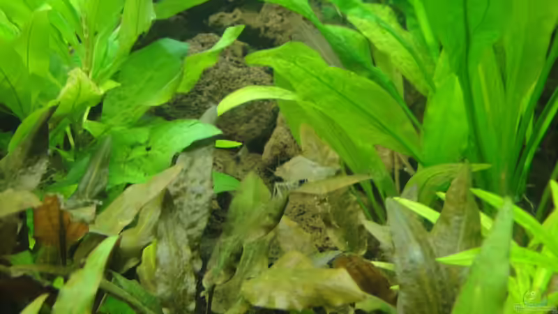 gut genährte Amano  von Fischkopp83 (31)