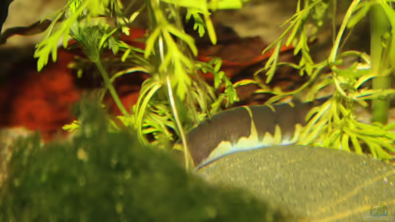 Gut getarnt, einer der Dornaugen von Florian Bandhauer (54)