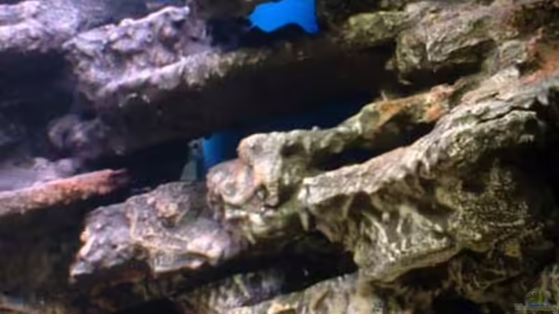 gut getarnt ist halb versteckt... von Patrick Rall (8)