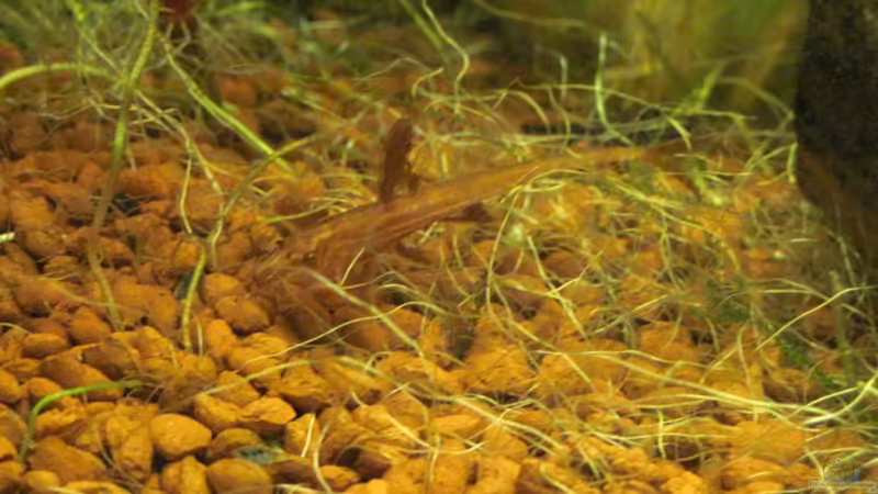 Gut getarnt! Roter Hexenwels auf roten Kies ;-) von Opodeldok (31)