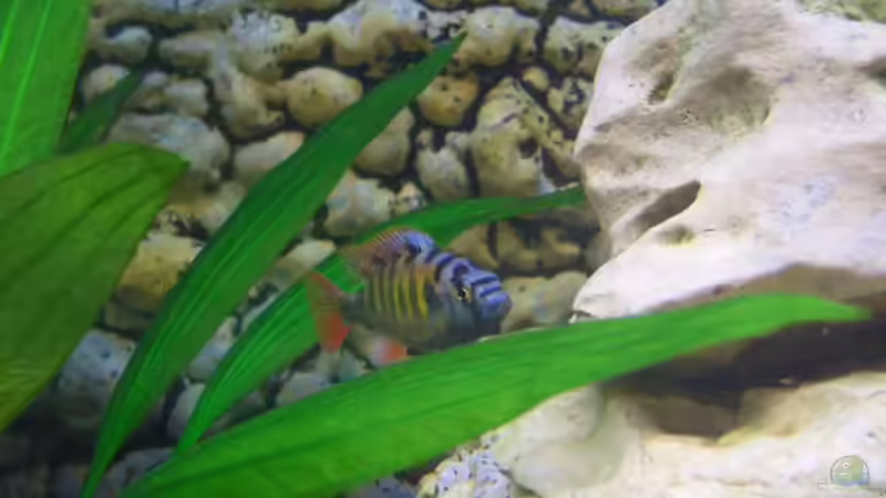 Gut getroffen meinen CH 44 Bock von Jürgen Kopp (12)