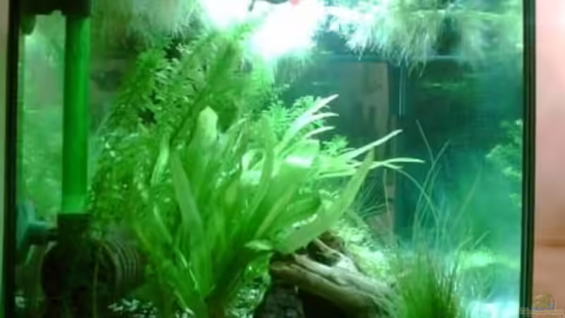 gut verborgen- der schwammfilter von Maria Blumenthal (13)