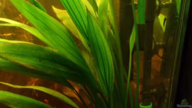 Gut versteckt  von Kai Heermann (15)