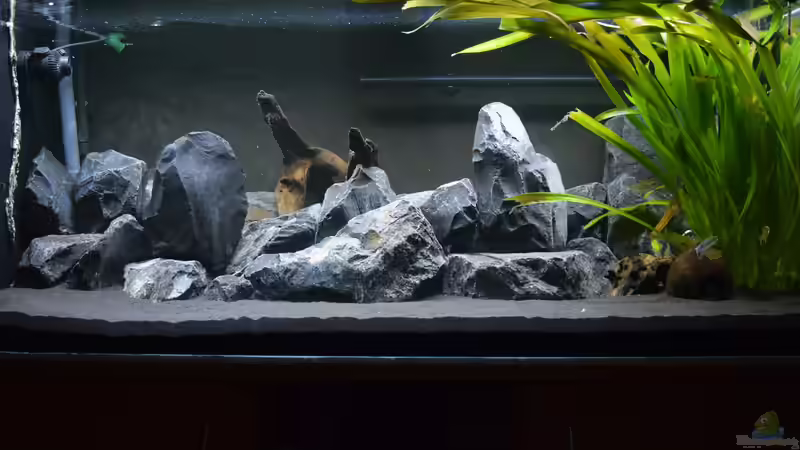 Gut zu sehen: der Filterauslauf des JBL e1501 an der Rückwand von Bowa (6)