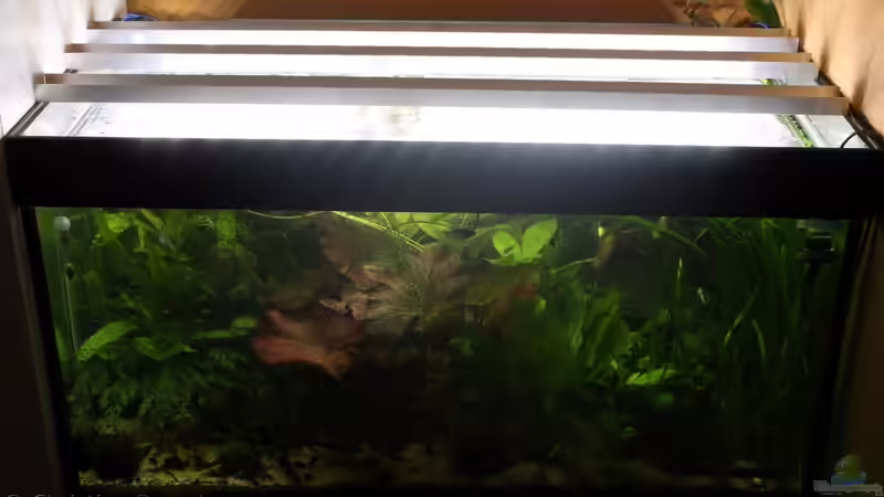 Gut zu sehen, die LED Beleuchtung. Das Aquarium wurde hier noch nicht umgestaltet von chrisi01 (2)