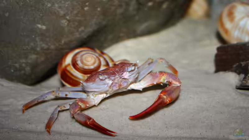 Gut zu sehen die unterschiedlich grossen Scheren von Koehler (34)