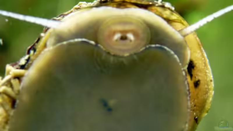 Guten Appetit - Geweihschnecke beim abweiden der Scheibe von Summse (56)