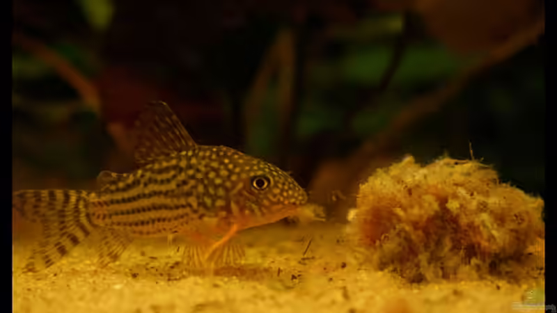 Guten Appetit, lieber Cory Sterbai :-) von Andi Hofstetter (9)