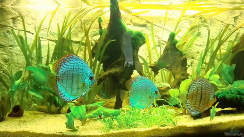 Guten Tag ... nach nicht einmal 24 h im neuen Becken ... von Sirko Fricke (44)