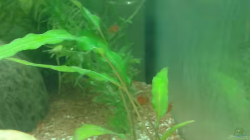 gwewlltes Schwertblatt von Reinhold Berk (9)