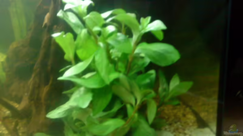 Gymnocoronis spilanthoides rechte seite von t-time (7)